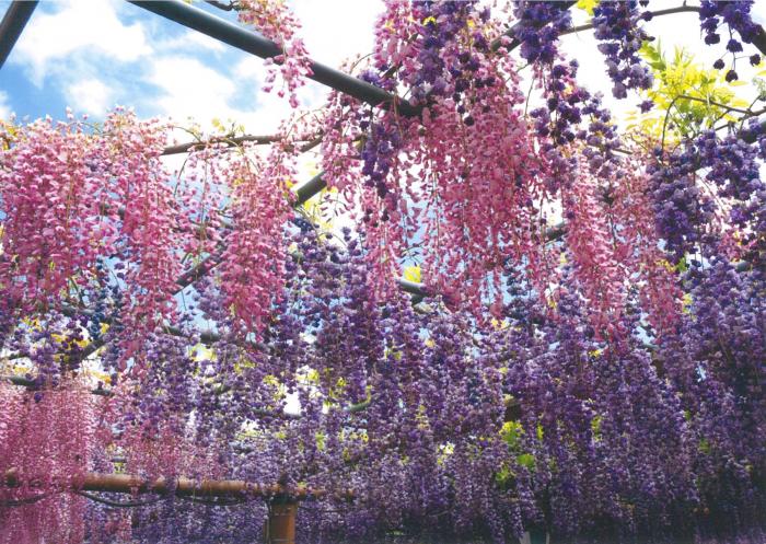 『藤の天井』第32回フォトコンテスト入賞 撮影：㈱名古屋施設 鬼頭 舞 氏